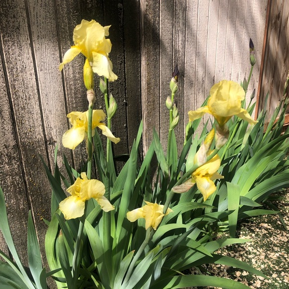 della_harris